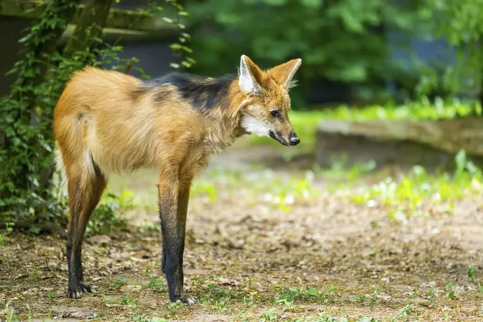 Framed Print : Maned wolf (Chrysocyon brachyurus) walking around Framed Print : Maned wolf (Chrysocyon brachyurus) walking around