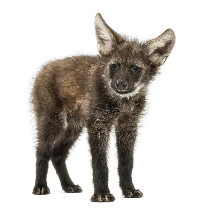 Framed Print : Maned wolf cub standing, looking at the camera