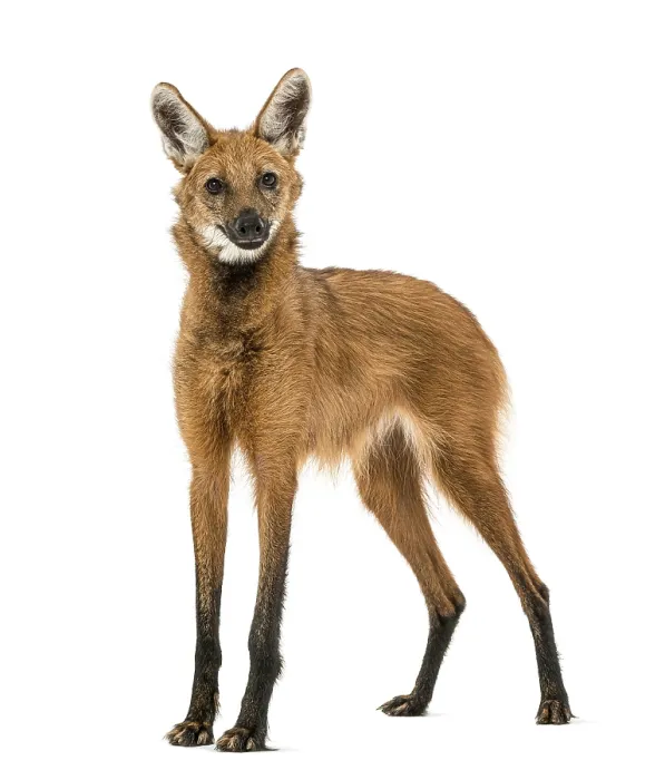 Framed Print : Maned Wolf standing, looking at the camera
