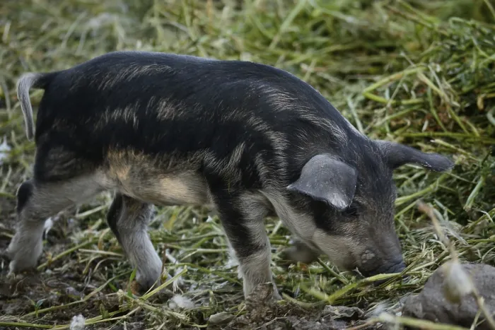 Framed Print : Mangalitza pig, piglet of the Hungarian pig breed