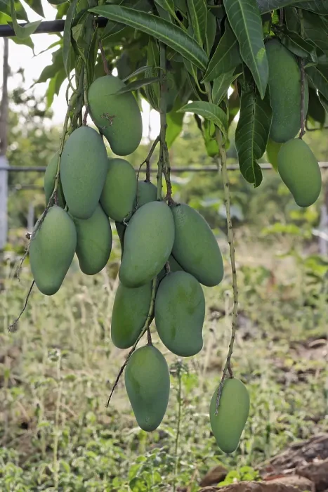 Framed Print : Mango cultivation, India Framed Print : Mango cultivation, India