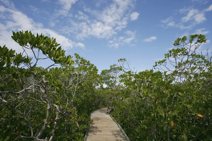 Framed Print : Mangrove Forest, Coral Reef State Park