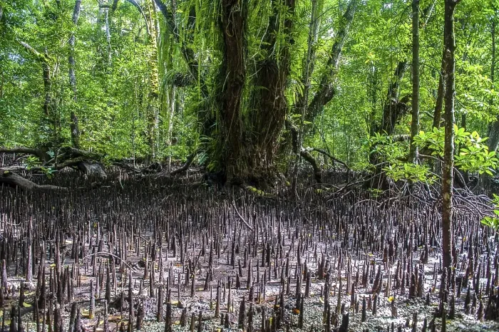 Framed Print : Mangrove roots, Carp Island, Rock Islands