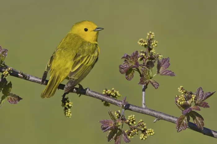 Framed Print : Mangrove Warbler (Setophaga petechia) male