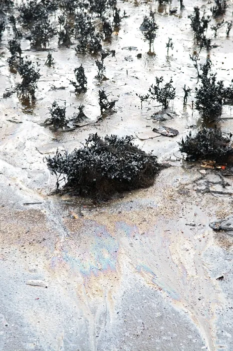 Framed Print : Mangroves affected by oil spill at elephanta island