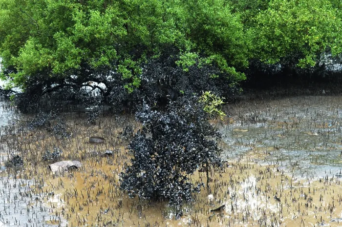 Framed Print : Mangroves affected by oil spill at elephanta island