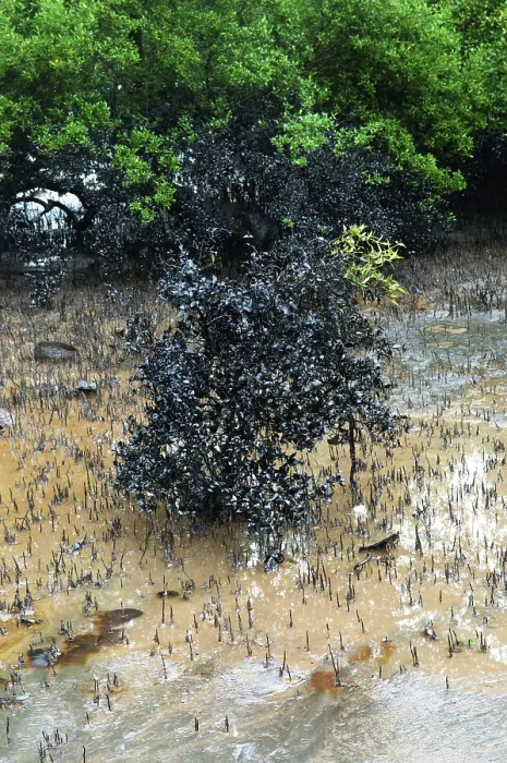 Framed Print : Mangroves affected by oil spill at elephanta island
