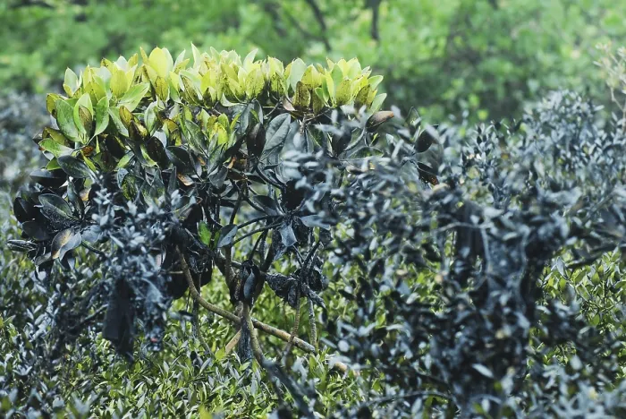 Framed Print : Mangroves affected by oil spill at ins kunjali