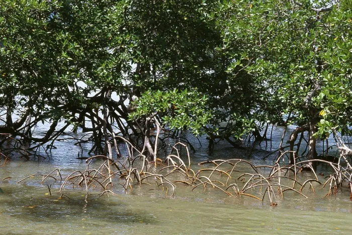 Framed Print : Mangroves, Port Blair, Andaman Island, India