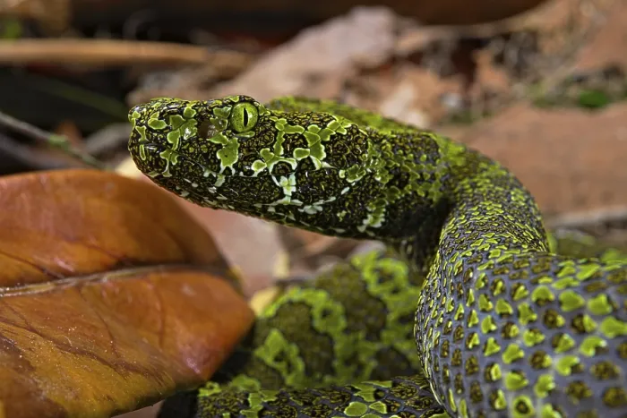 Framed Print : Mangshan Pit Viper (Protobothrops mangshanensis)