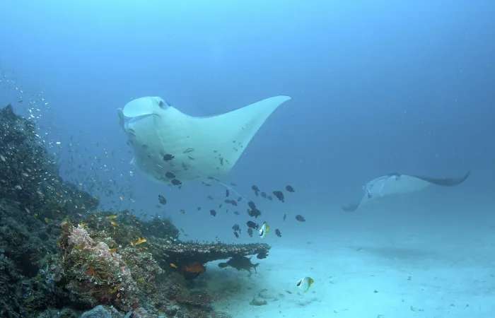 Framed Print : Manta Ray (Manta birostris), Maledives