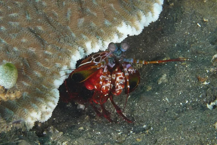 Framed Print : Mantis shrimp, clown mantis shrimp (Odontodactylus scyllarus) Framed Print : Mantis shrimp, clown mantis shrimp (Odontodactylus scyllarus)