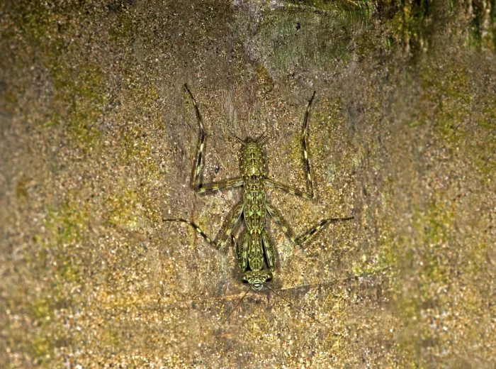 Framed Print : Mantis species (Liturgusa sp), Tambopata Nature Reserve Framed Print : Mantis species (Liturgusa sp), Tambopata Nature Reserve