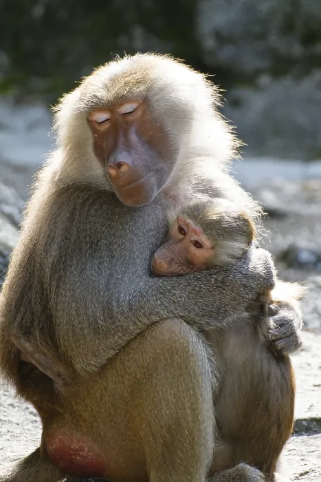 Framed Print : Mantled baboons (Papio hamadryas)