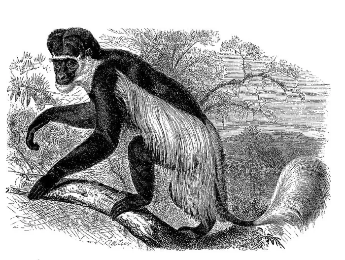 Framed Print : Mantled guereza (Colobus guereza) or guereza