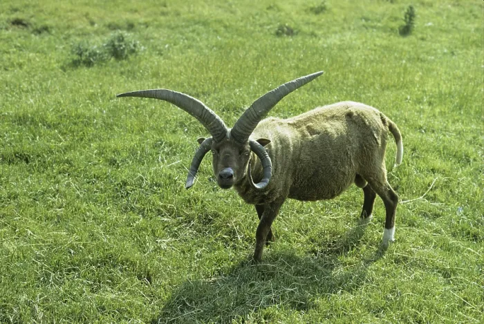 Framed Print : Manx Loghtan sheep, ram