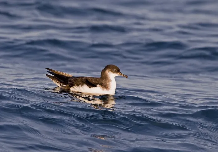 Framed Print : Manx Shearwater (Puffinus puffinus) adult