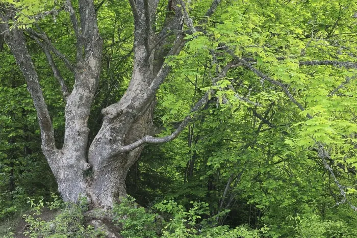 Framed Print : Maple (Acer), Upper Danube nature park Park Framed Print : Maple (Acer), Upper Danube nature park Park