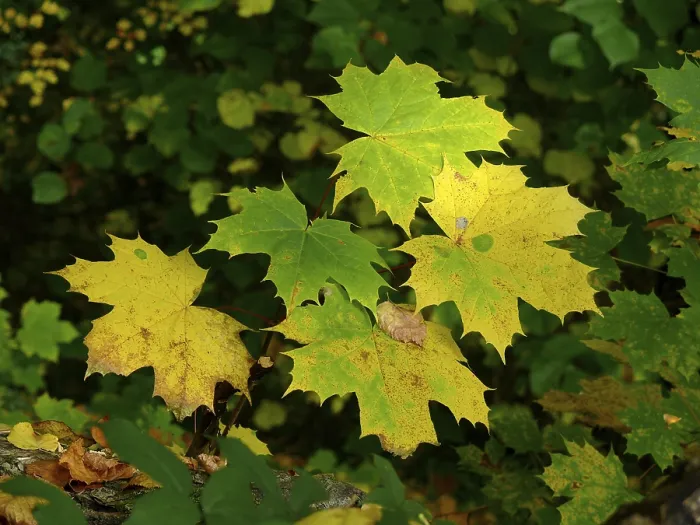 Framed Print : Maple leaf in autumn