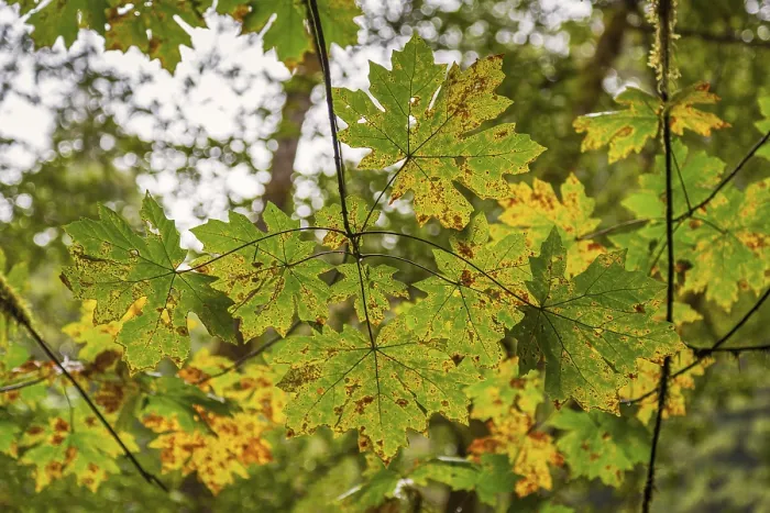 Framed Print : Maple leaves displaying autumn colors in a northern California forest