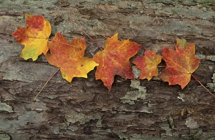 Framed Print : Maple leaves on a tree trunk, Great Smoky Mountains National Park