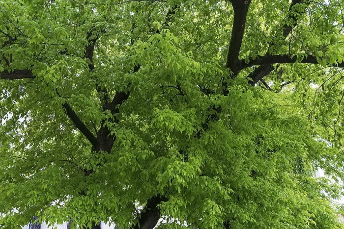 Framed Print : Maple tree (Acer) with May green leaves