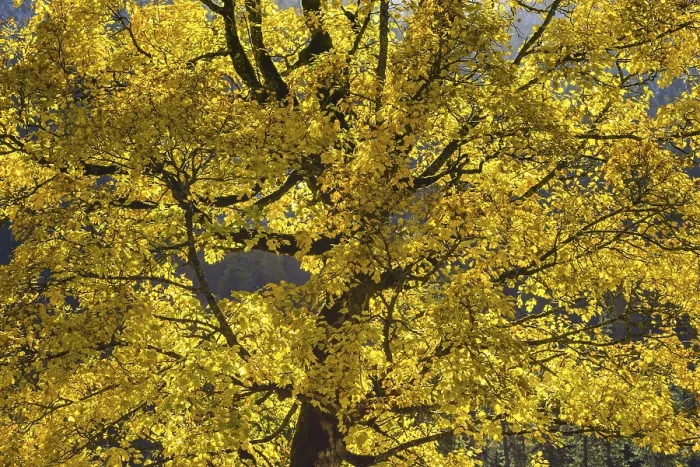 Framed Print : Maple tree, Acer pseudoplatau, near Wankerfleck