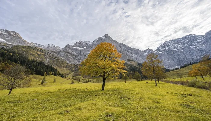 Framed Print : Maple tree with autumn leaves, autumn landscape in Risstal with Spritzkarspitze