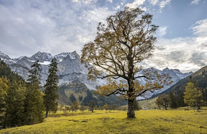 Framed Print : Maple tree with autumn leaves, autumn landscape in Risstal with Spritzkarspitze