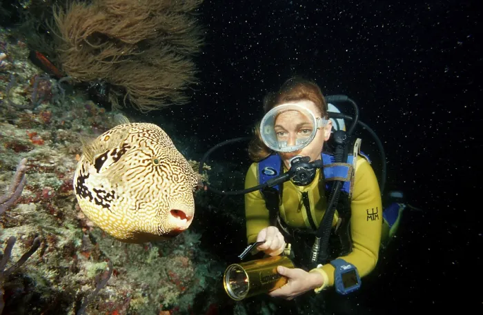 Framed Print : Mappa pufferfish during night dive Framed Print : Mappa pufferfish during night dive