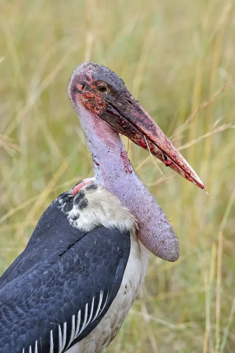 Framed Print : Marabou (Leptoptilos crumeniferus) with blood-smeared beak after feeding on carrion Framed Print : Marabou (Leptoptilos crumeniferus) with blood-smeared beak after feeding on carrion
