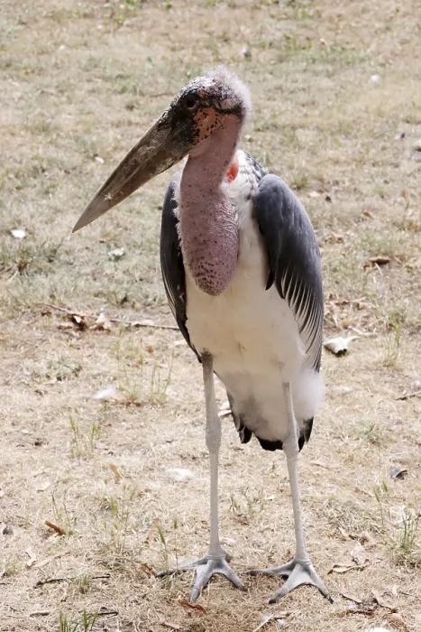 Framed Print : Marabou (Leptoptilos crumeniferus) in a zoo