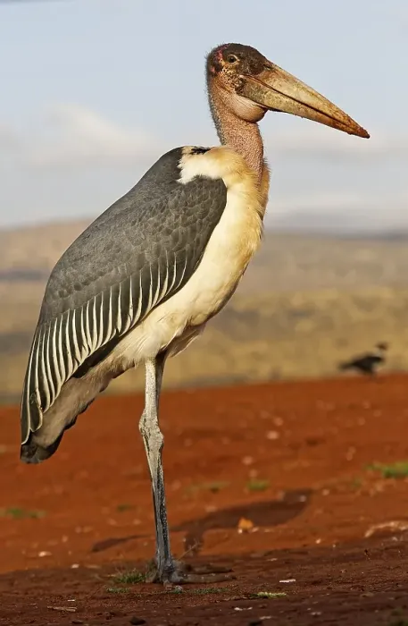 Framed Print : Marabou stork (Leptoptilos crumeniferus)