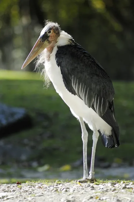 Framed Print : Marabou Stork (Leptoptilos crumeniferus) Framed Print : Marabou Stork (Leptoptilos crumeniferus)