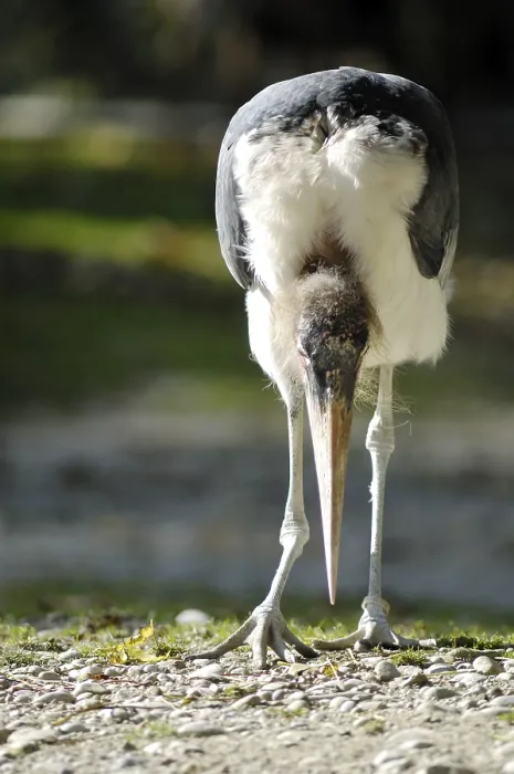 Framed Print : Marabou Stork (Leptoptilos crumeniferus) Framed Print : Marabou Stork (Leptoptilos crumeniferus)