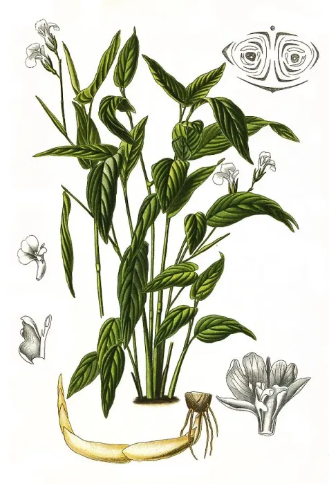 Framed Print : Maranta arundinacea is a useful plant