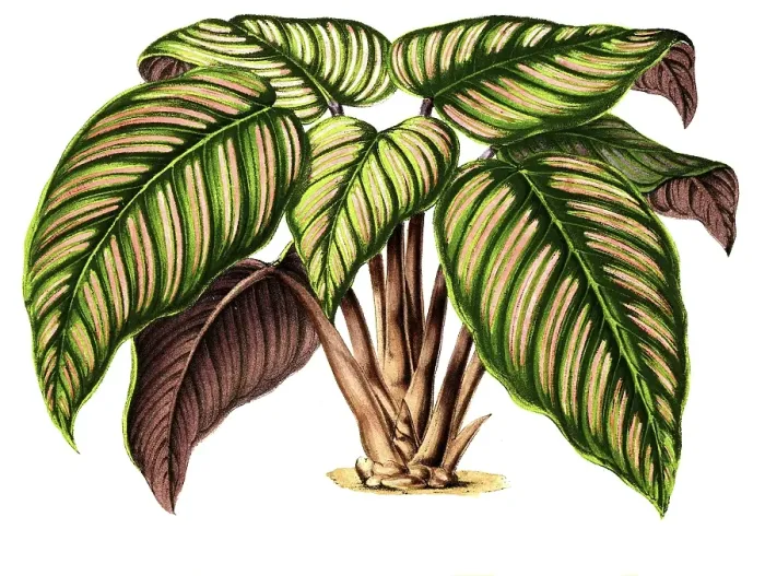 Framed Print : Maranta regalis, arrowroot, family Marantaceae, distribution Brazil, plant and flower, digitally reworked reproduction of an original from the 19th century Framed Print : Maranta regalis, arrowroot, family Marantaceae, distribution Brazil, plant and flower, digitally reworked reproduction of an original from the 19th century