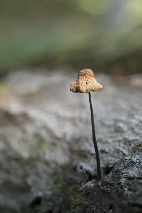 Framed Print : Marasmius alliaceus (Mycetinis alliaceus)