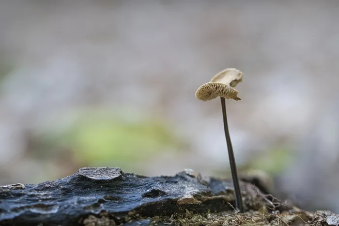 Framed Print : Marasmius alliaceus (Mycetinis alliaceus)