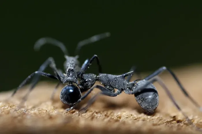 Framed Print : Marauder Ant (Polyrhachis) two adults