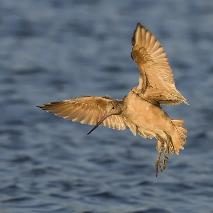 Framed Print : Marbled Godwit (Limosa fedoa) flying