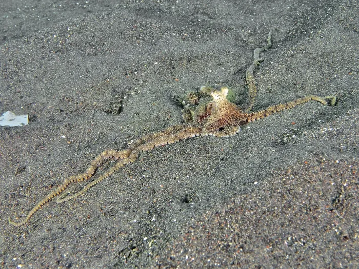 Framed Print : A marbled octopus (Amphioctopus aegina) spreads on sandy seabed