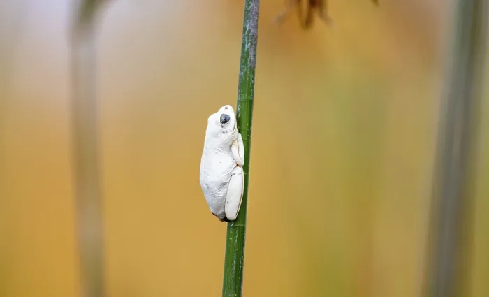 Framed Print : Marbled Reed Frog (Hyperolius marmoratus) Framed Print : Marbled Reed Frog (Hyperolius marmoratus)