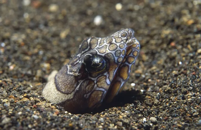 Framed Print : Marbled Snake Eel (Callechelys marmorata)