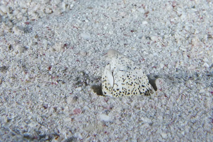 Framed Print : Marbled snake eel (Callechelys marmorata)