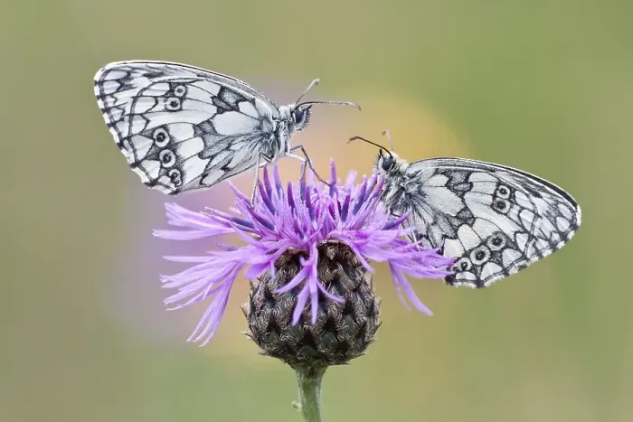 Framed Print : Two Marbled White Butterflies (Melanargia galathea) on Brownray Knapweed (Centaurea jacea), North Hesse, Hesse, Germany, Europe