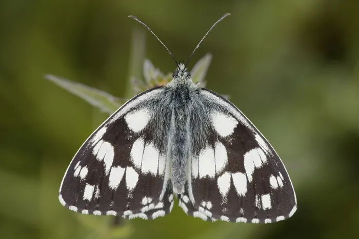 Framed Print : Marbled White Butterfly (Melanargia galathea) Framed Print : Marbled White Butterfly (Melanargia galathea)