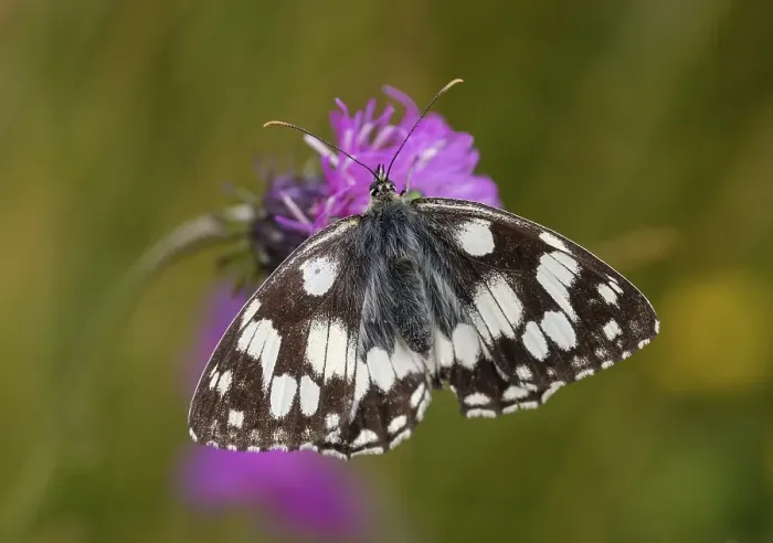 Framed Print : Marbled white (Melanargia galathea) Framed Print : Marbled white (Melanargia galathea)