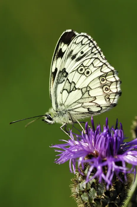 Framed Print : Marbled white (Melanargia galathea)
