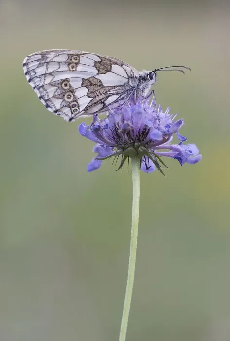 Framed Print : Marbled white (Melanargia galathea) on blue flower